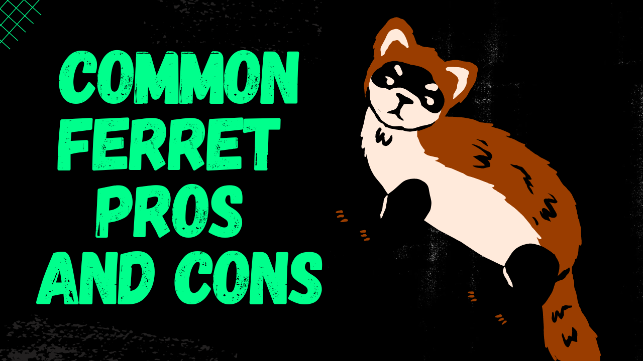 Video thumbnail for Ferret Pros And Cons [smallanimaladvice.com]