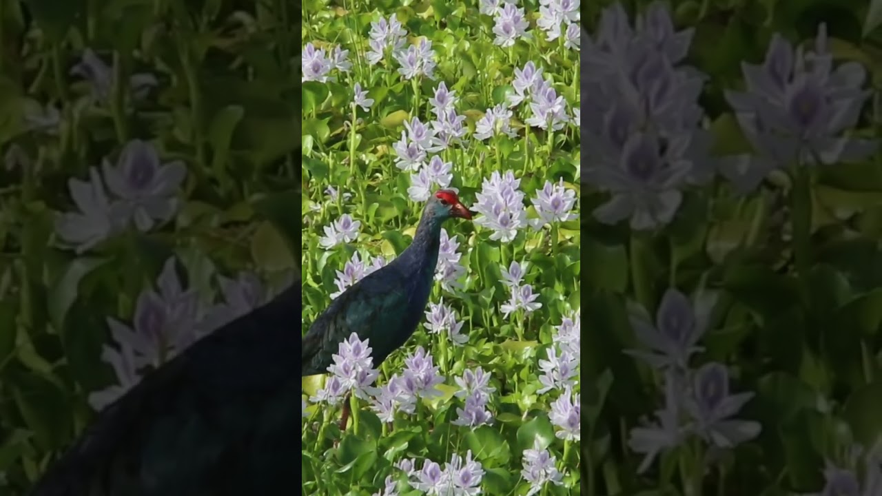 Video thumbnail for Purple Coot bird #shorts