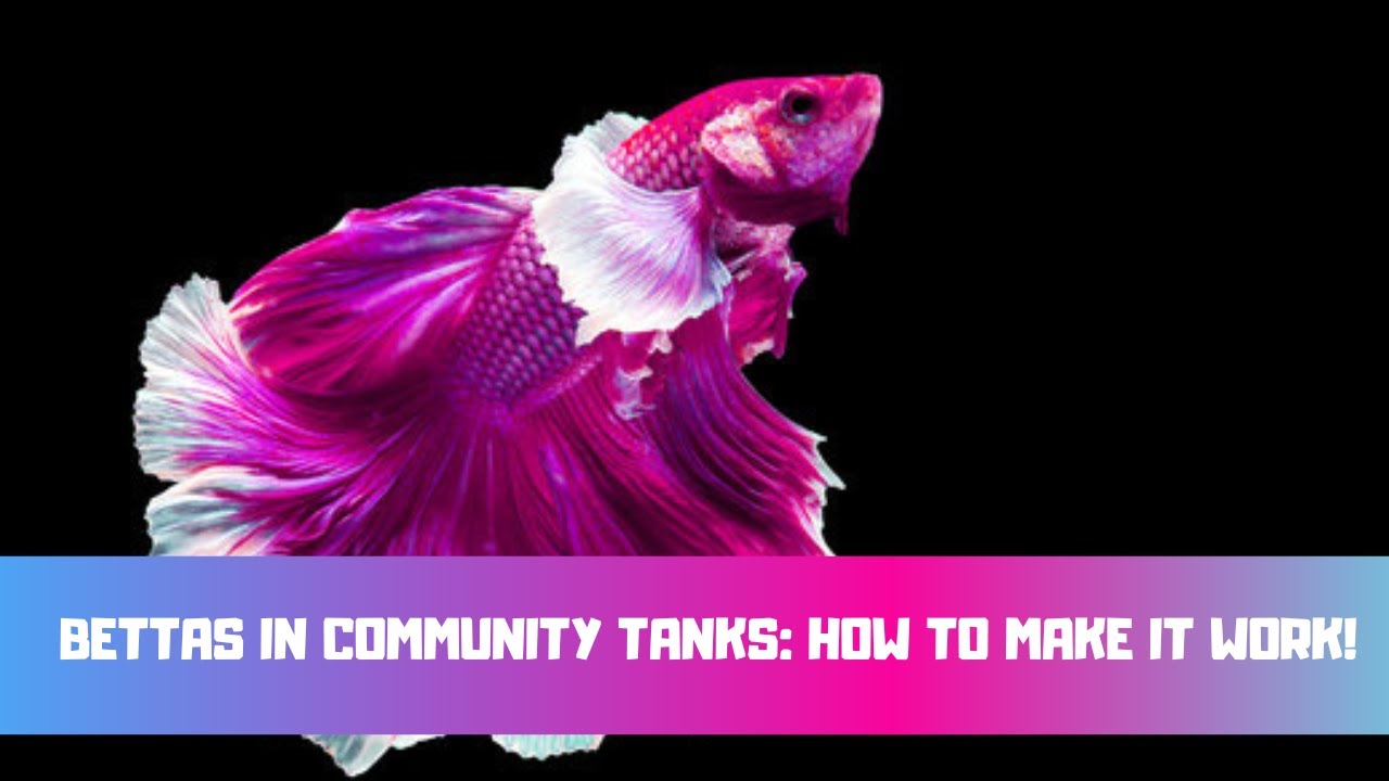 Video thumbnail for Bettas in Community Tanks: How To Make It Work!