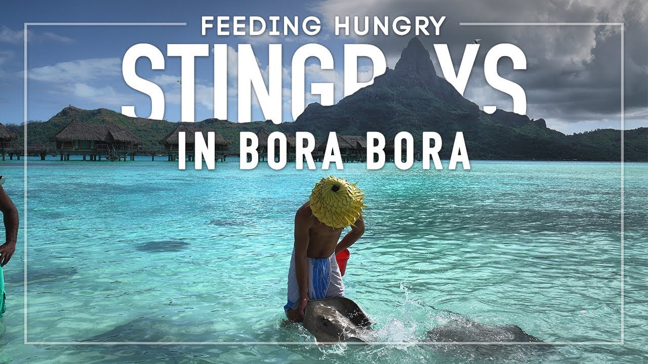 Video thumbnail for Bora Bora, French Polynesia: Feeding Hungry Stingrays on The Beach