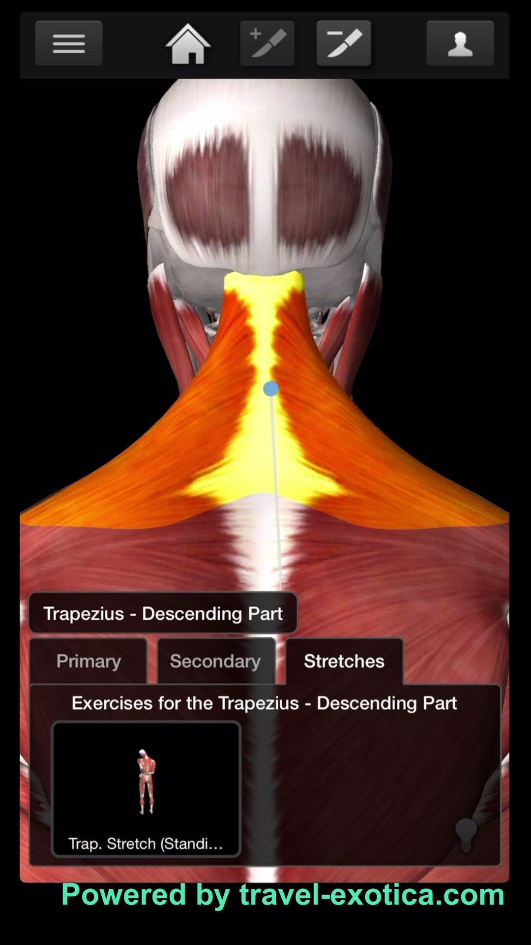 Video thumbnail for Bodybuilding - Shoulders - Trapezius Workouts