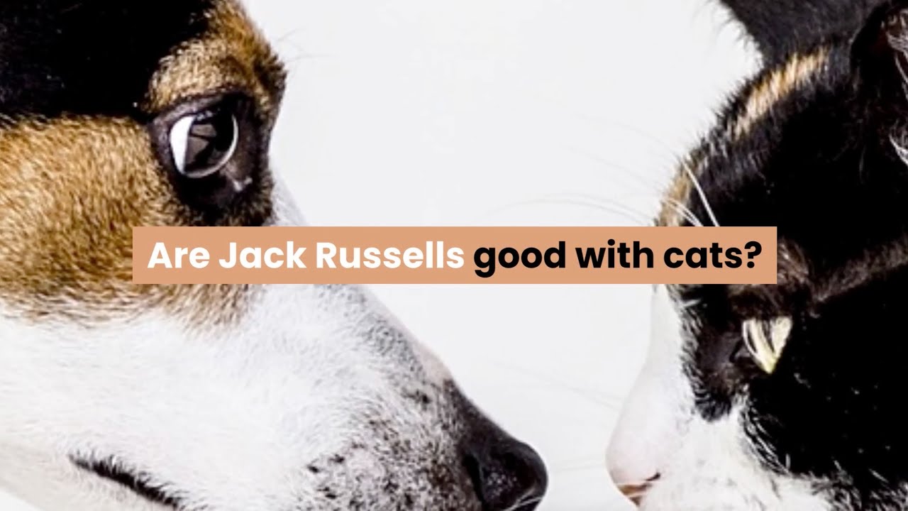 Video thumbnail for Are Jack Russells Good With Cats?