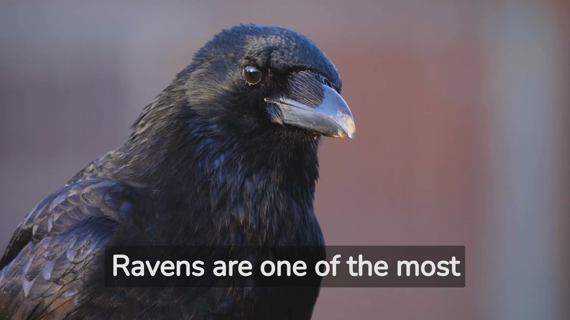 'Video thumbnail for Mindblowing Raven Facts: Watch and Learn!'