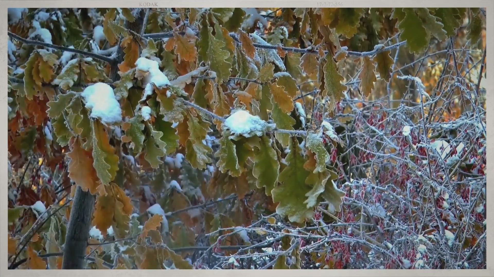 Video thumbnail for How to Prepare The Backyard for Winter