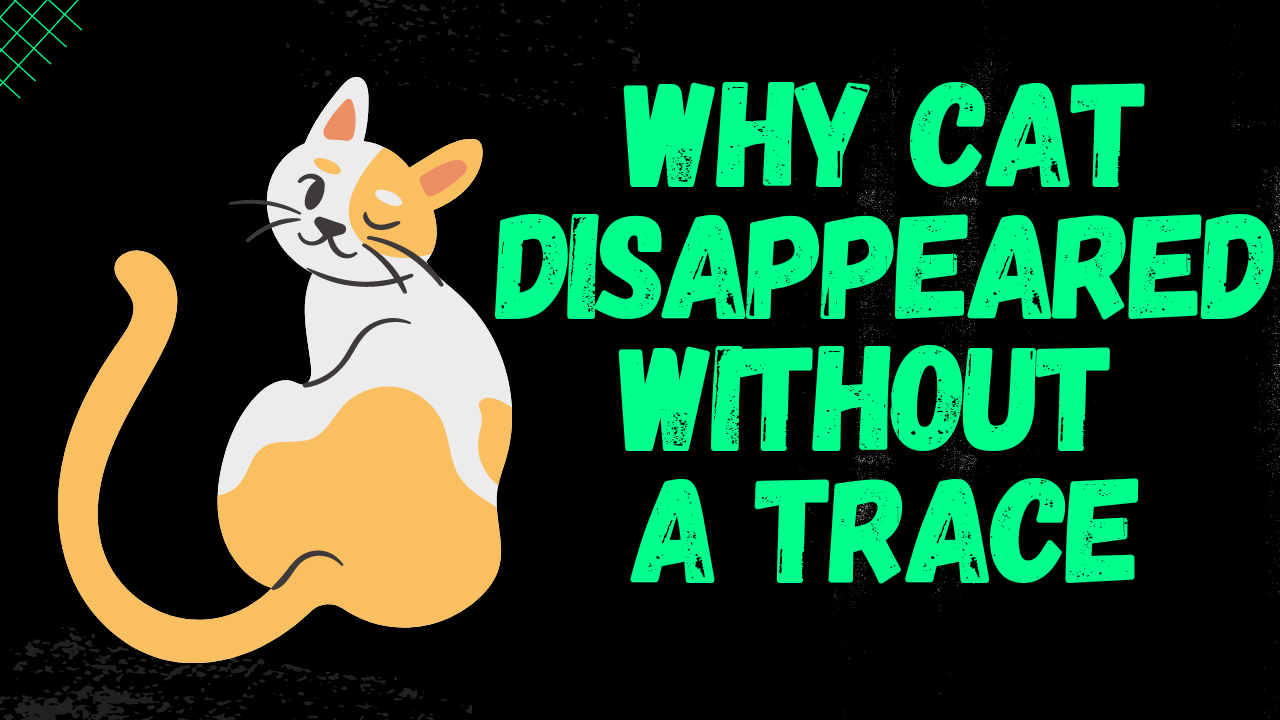 Video thumbnail for  Why Cat Disappeared Without a Trace [smallanimaladvice.com]