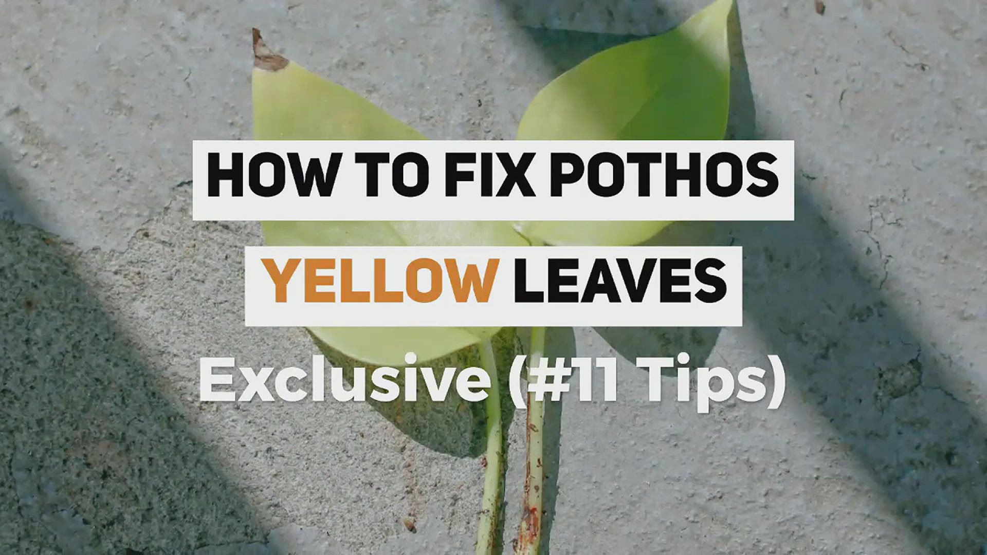 Video thumbnail for What Causes Pothos Yellow Leaves [11 Reasons], How To Fix Pothos Yellow Leaves _  #PothosCare Guide