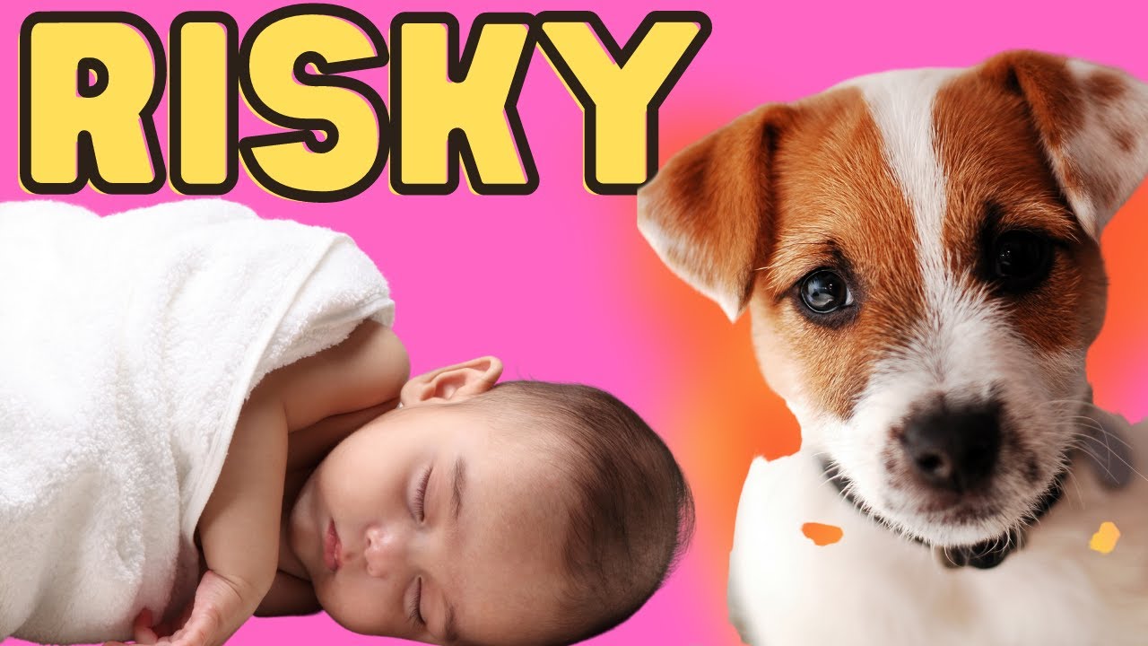 Video thumbnail for Should You Risk It? Jack Russell Terriers Around Babies and Infants