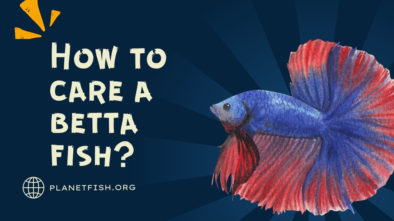 Video thumbnail for How to take care of betta fish for beginners? Betta fish care guide!