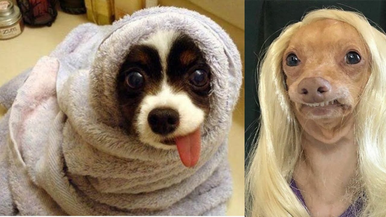 'Video thumbnail for The life of a Dog Video | Cute and Funny Dog Videos | Dogsforest.com'