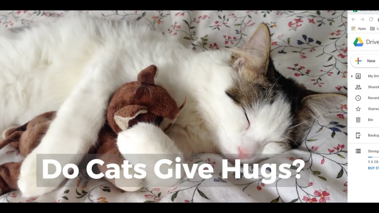 Video thumbnail for Do Cats Give hugs?