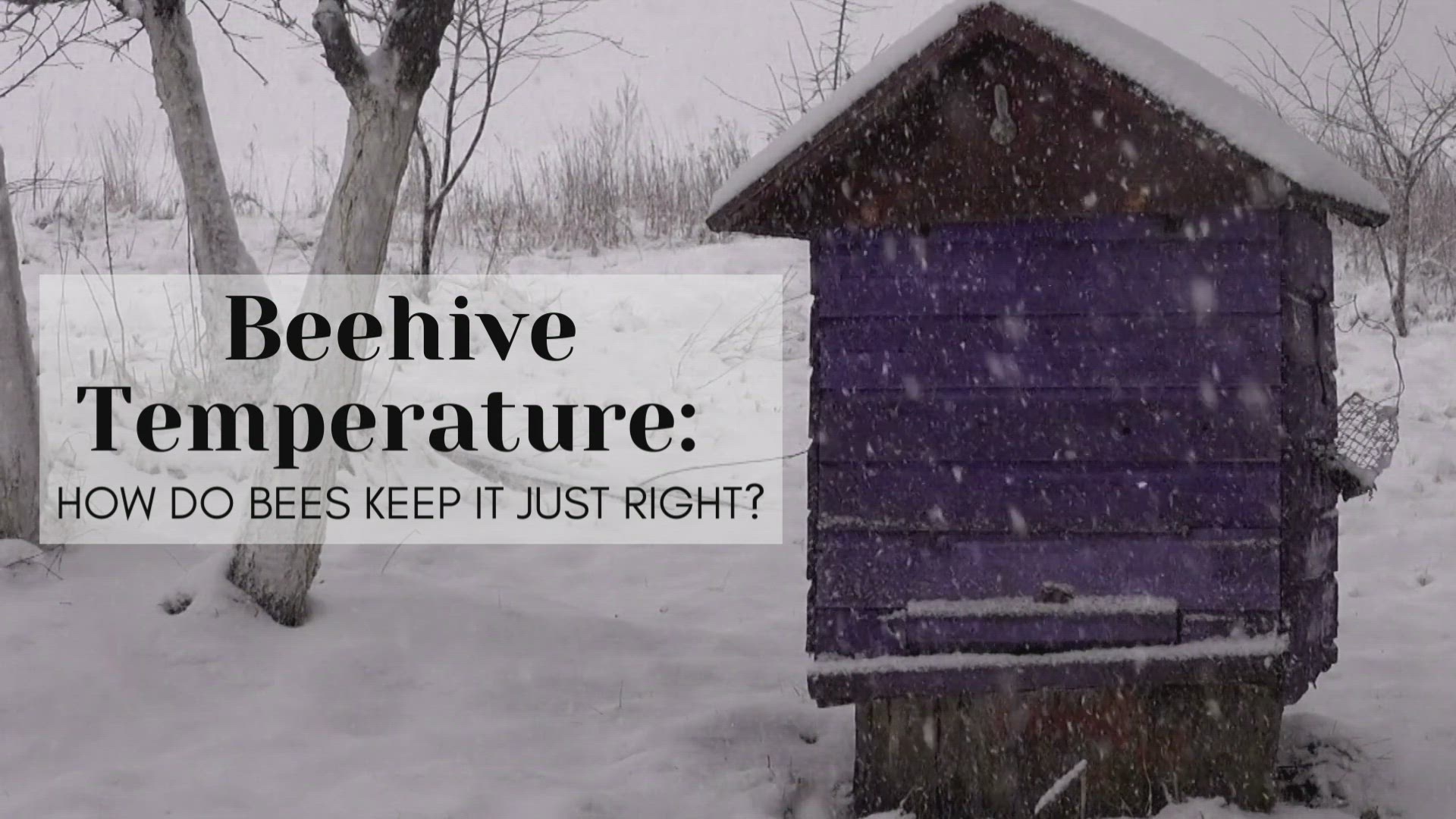 Video thumbnail for Beehive Temperature