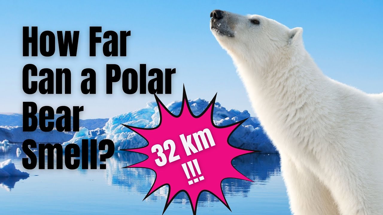 'Video thumbnail for How far can a polar bear smell - Polar Bear Climate Change'
