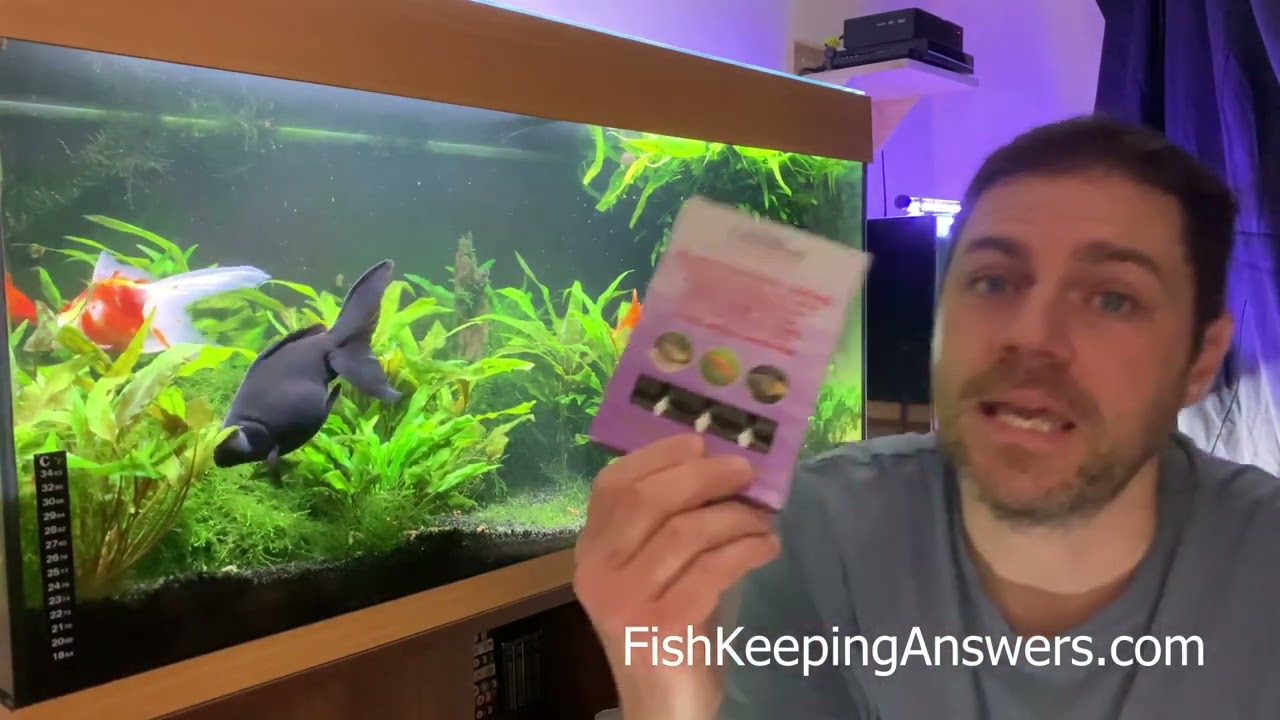 Video thumbnail for Can Goldfish Eat Mosquito Larvae?