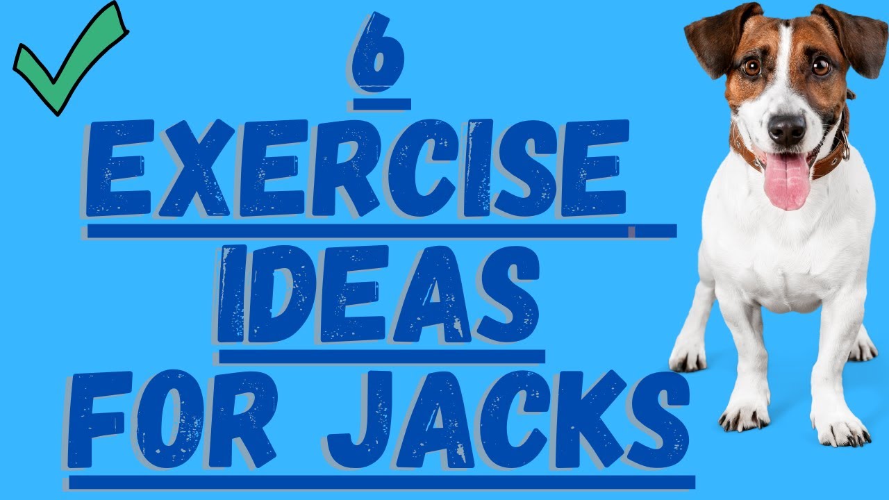 Video thumbnail for Jack Russell Terriers And Exercise (Try These 6 Ideas)