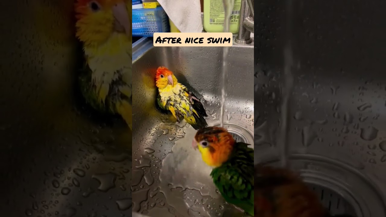 Video thumbnail for Caique parrot enjoys swimming