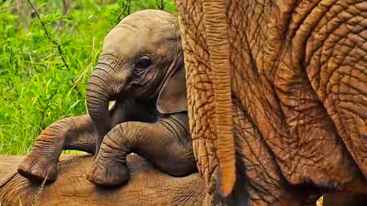 Video thumbnail for Baby Elephant Rolls, Climbs and Stands on Top of Friend