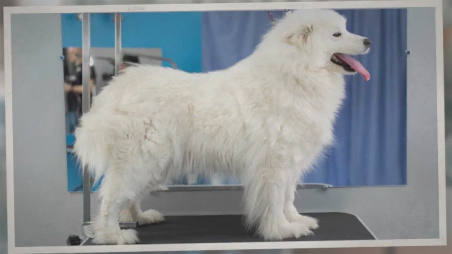 Video thumbnail for Samoyed Brushing Guide (How to & How Often)