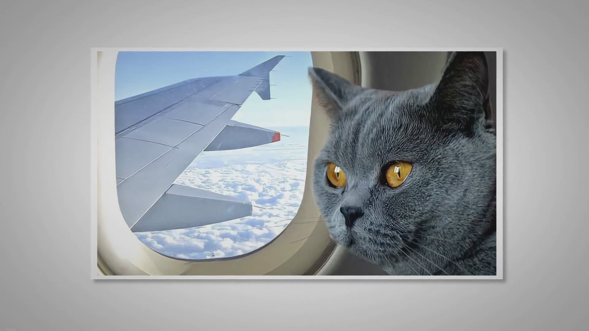 Video thumbnail for How to Make Traveling With Your Cat More Pleasant