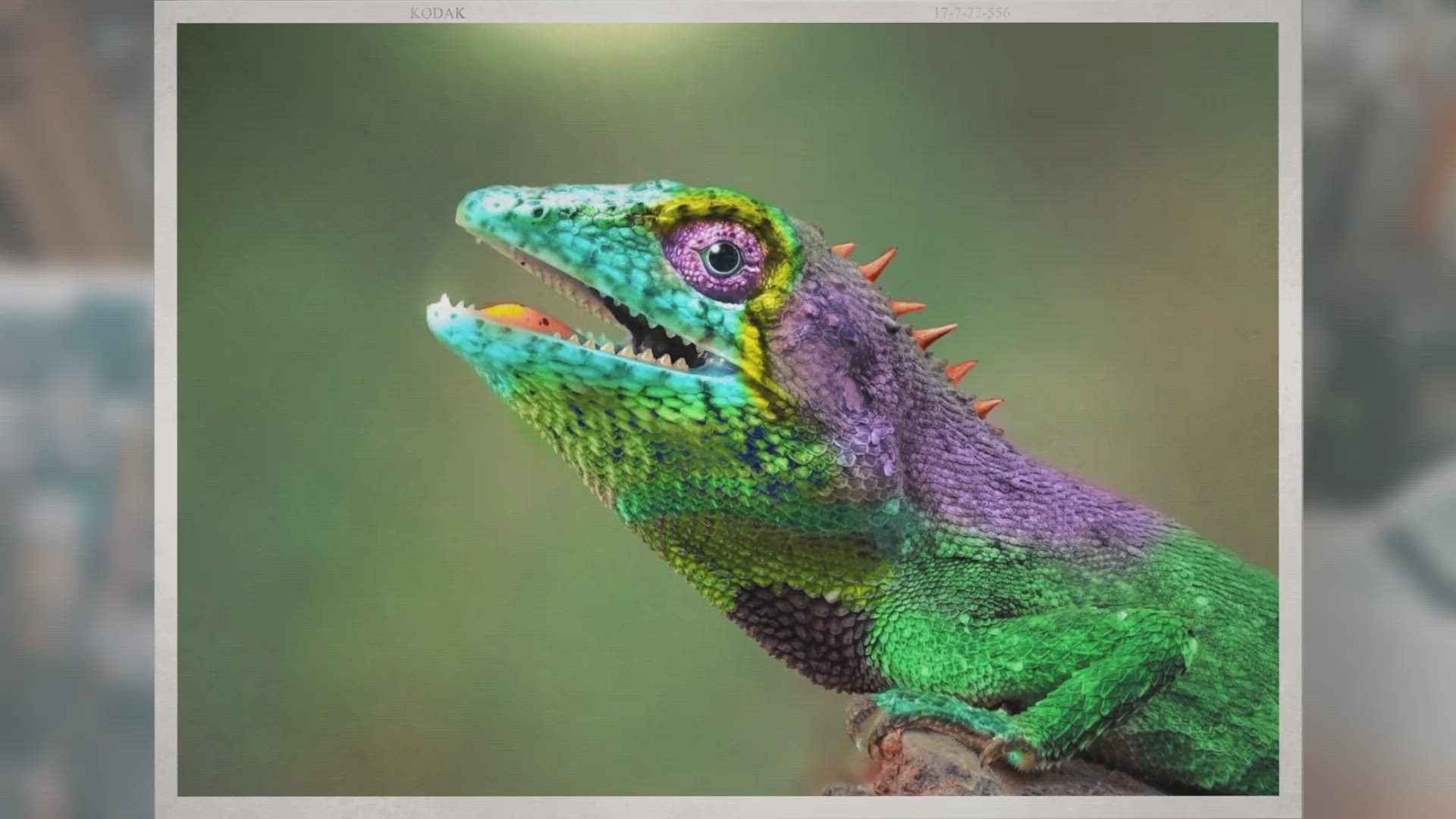 Video thumbnail for Do Chameleons Have Teeth and Do They Bite?