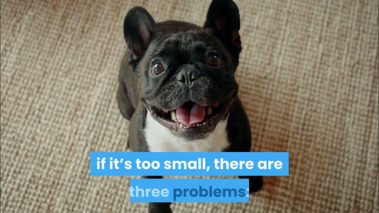 Video thumbnail for GPS tracker for a french bulldog