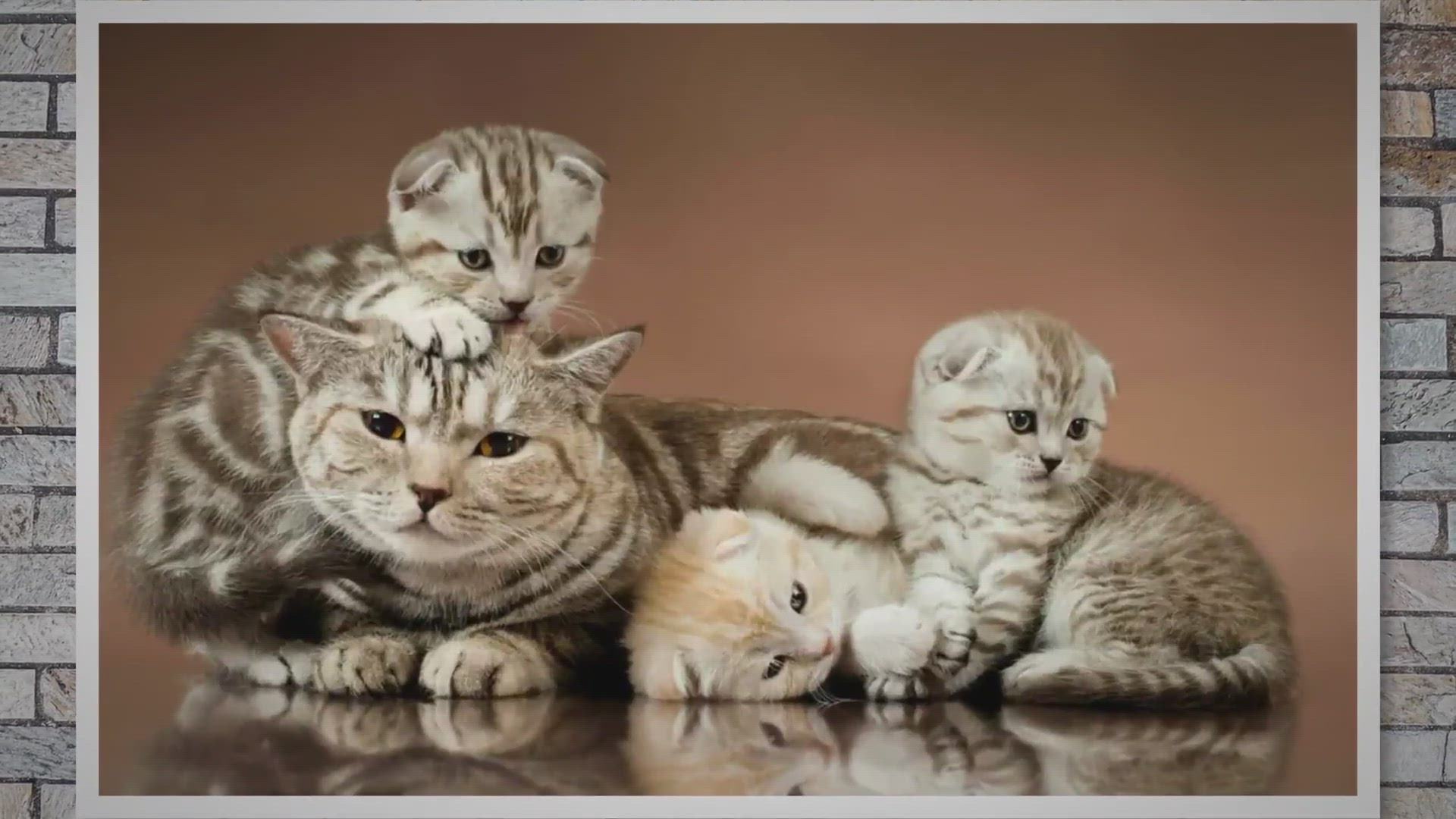 Video thumbnail for Do Mother Cats Get Sad When Their Kittens Leave
