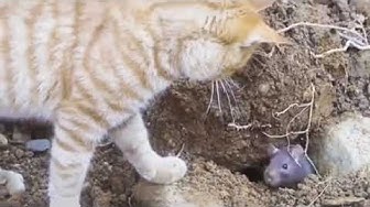 'Video playlist thumbnail'