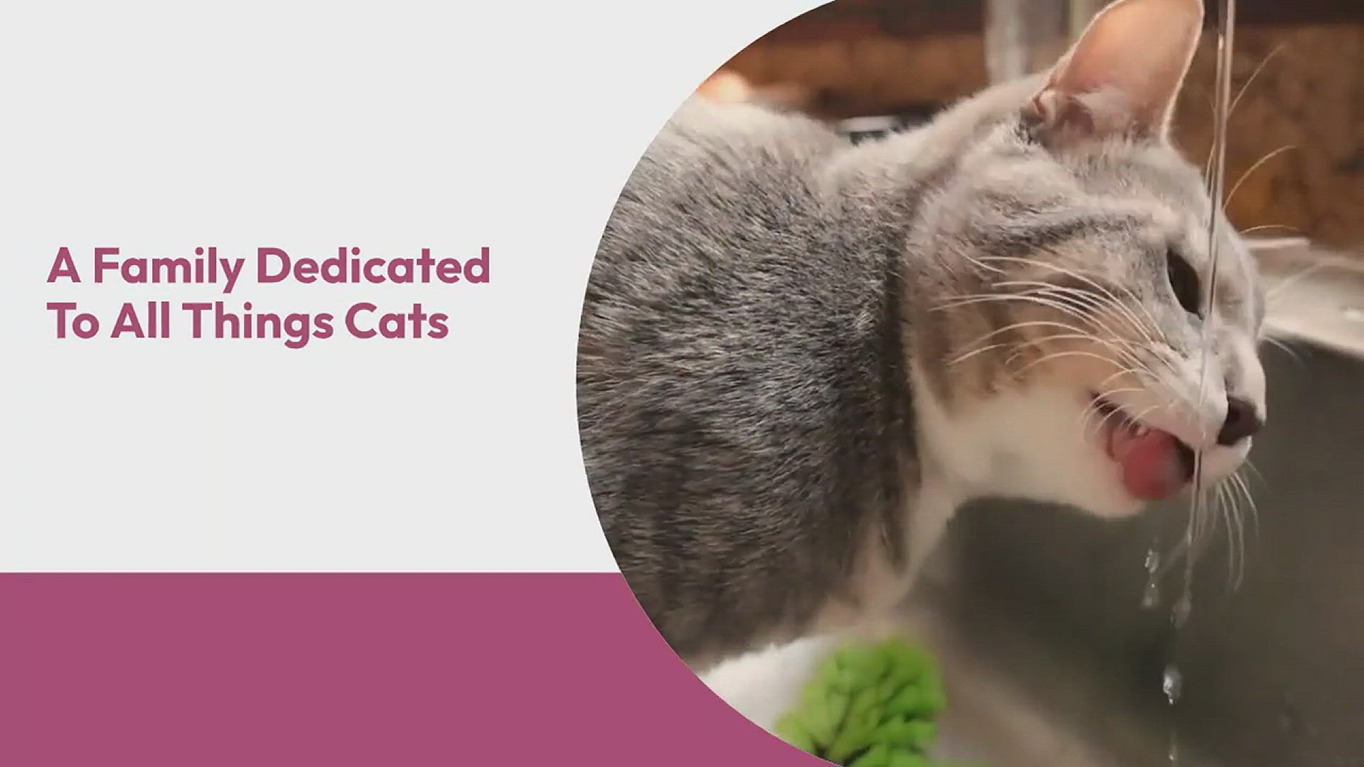 Video thumbnail for Catstourguide intro