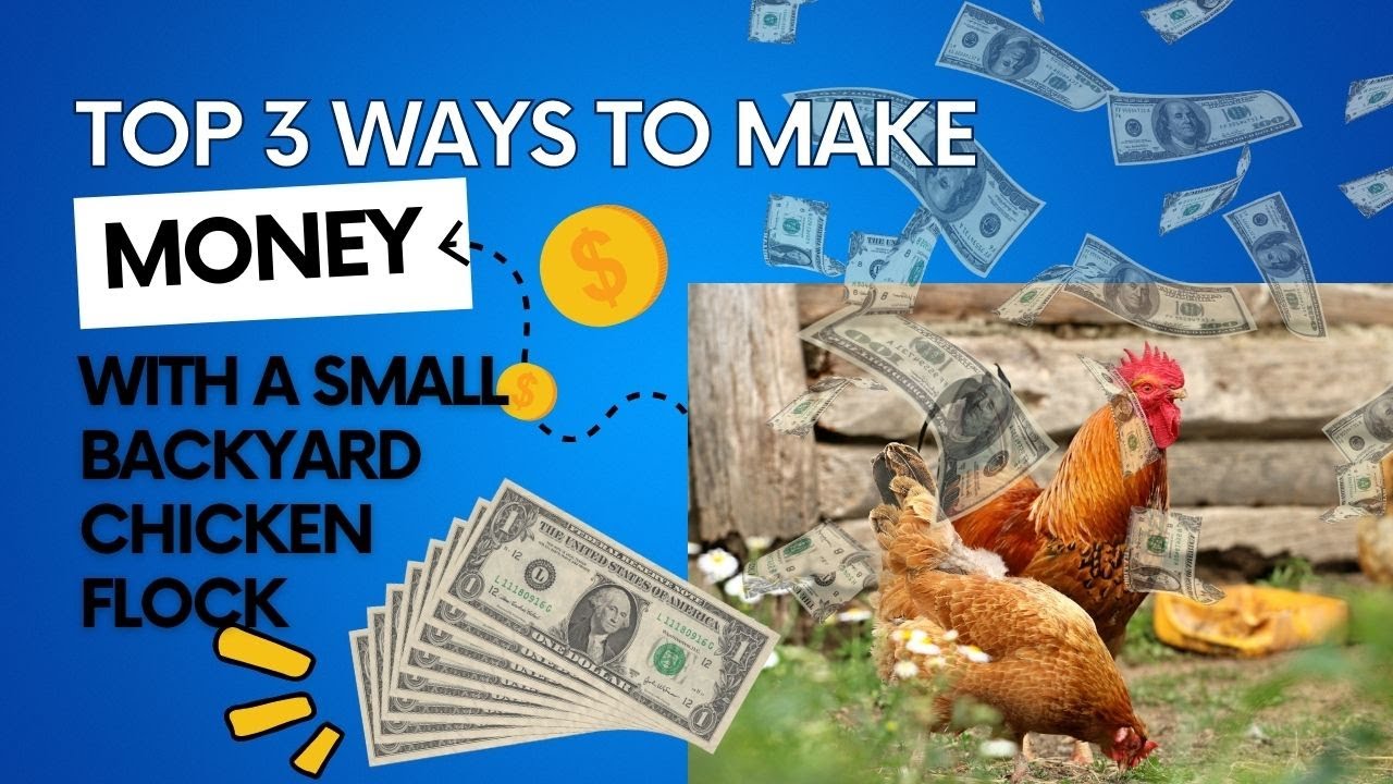 Video thumbnail for Top 3 Ways To Make Money With A Backyard Chicken Flock