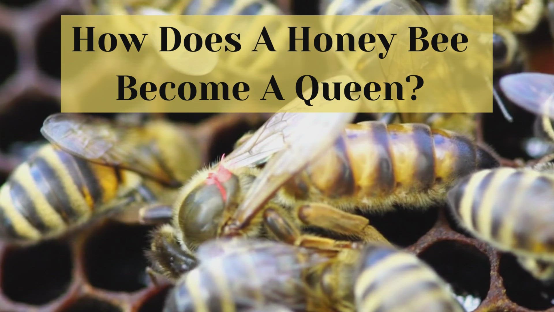 Video thumbnail for How Is A Queen Bee Born