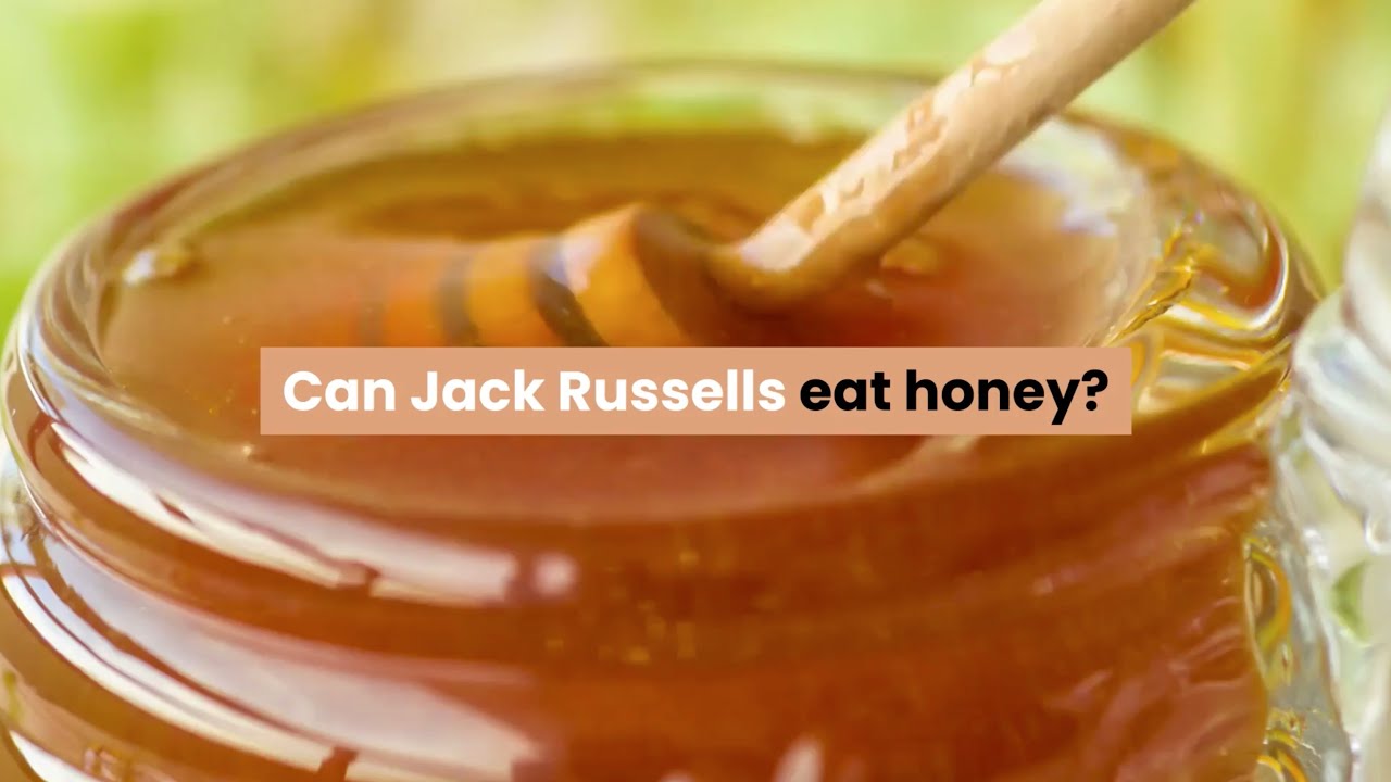Video thumbnail for Can Jack Russells Eat Honey?