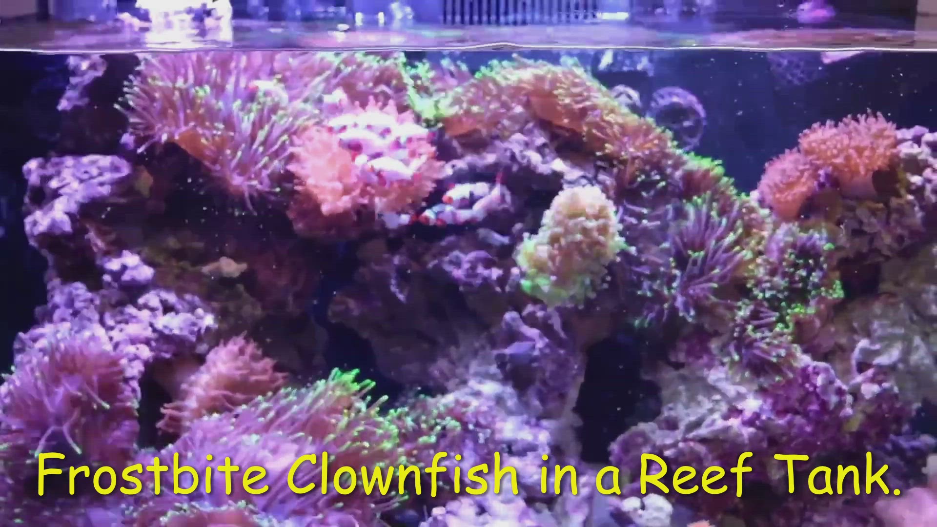 'Video thumbnail for Frostbite Clownfish in a Reef Tank.'