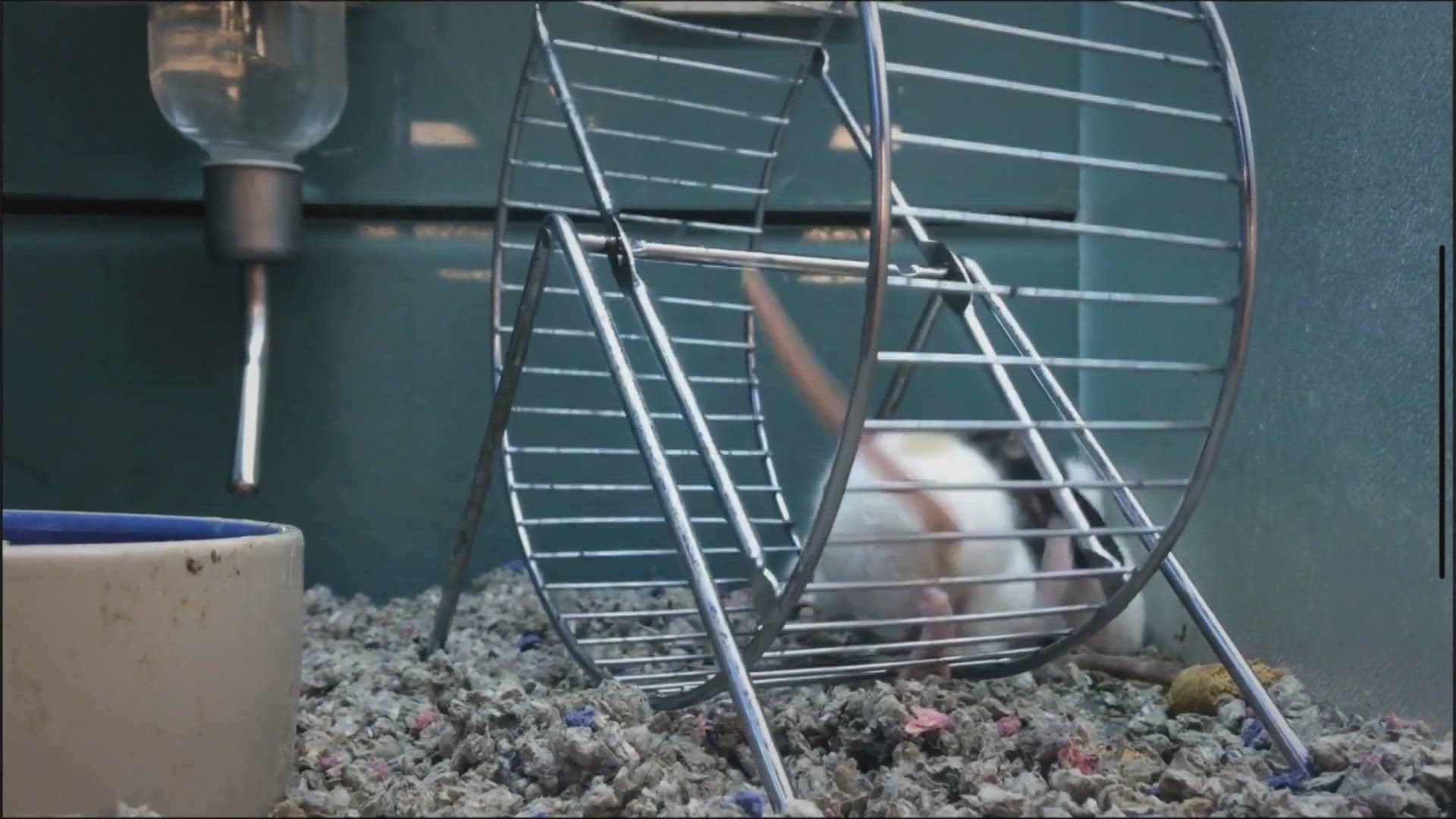 'Video thumbnail for How To Escape The Rat Race With No Money In 5 Steps. » Financial Planning'