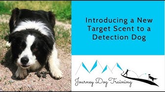 'Video thumbnail for Introduce a New Target Scent to a Detection Dog'