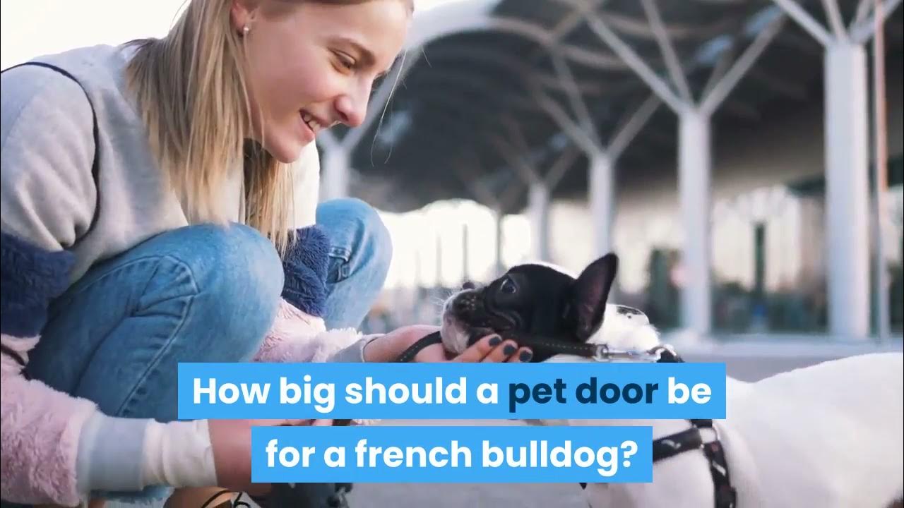 Video thumbnail for Secure pet door for a french bulldog