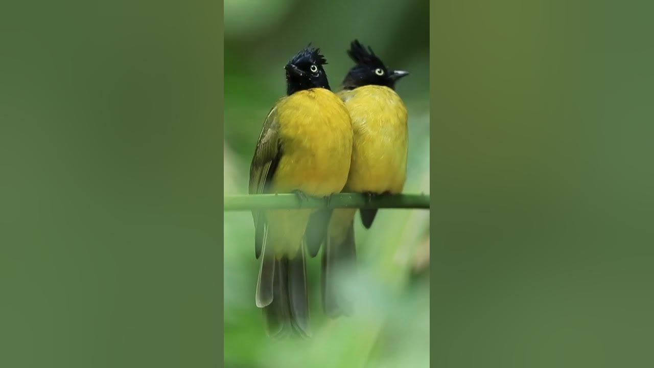 Video thumbnail for Beautiful Black Crested Bulbul Found on a Branch
