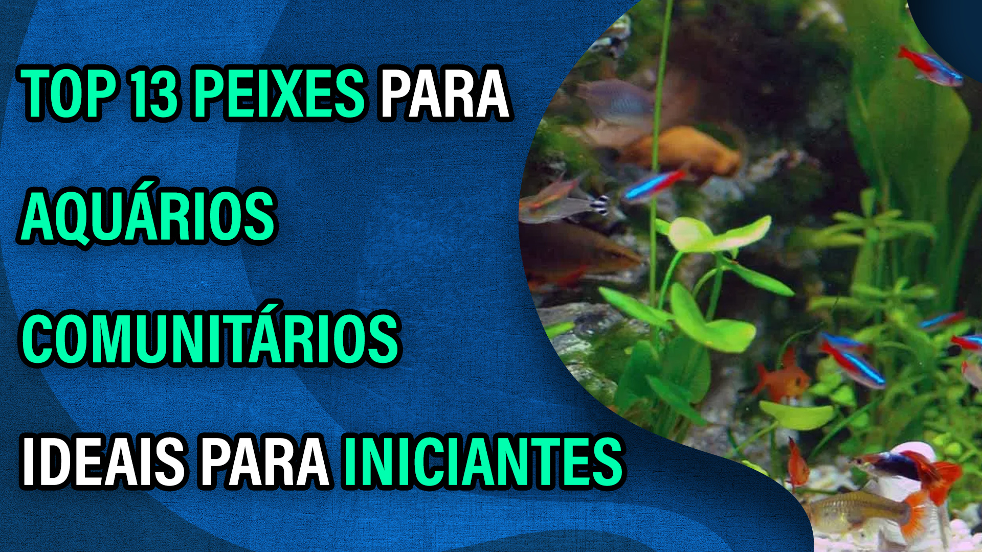 Video thumbnail for Top 13 peixes para aquários comunitários ideais para iniciantes