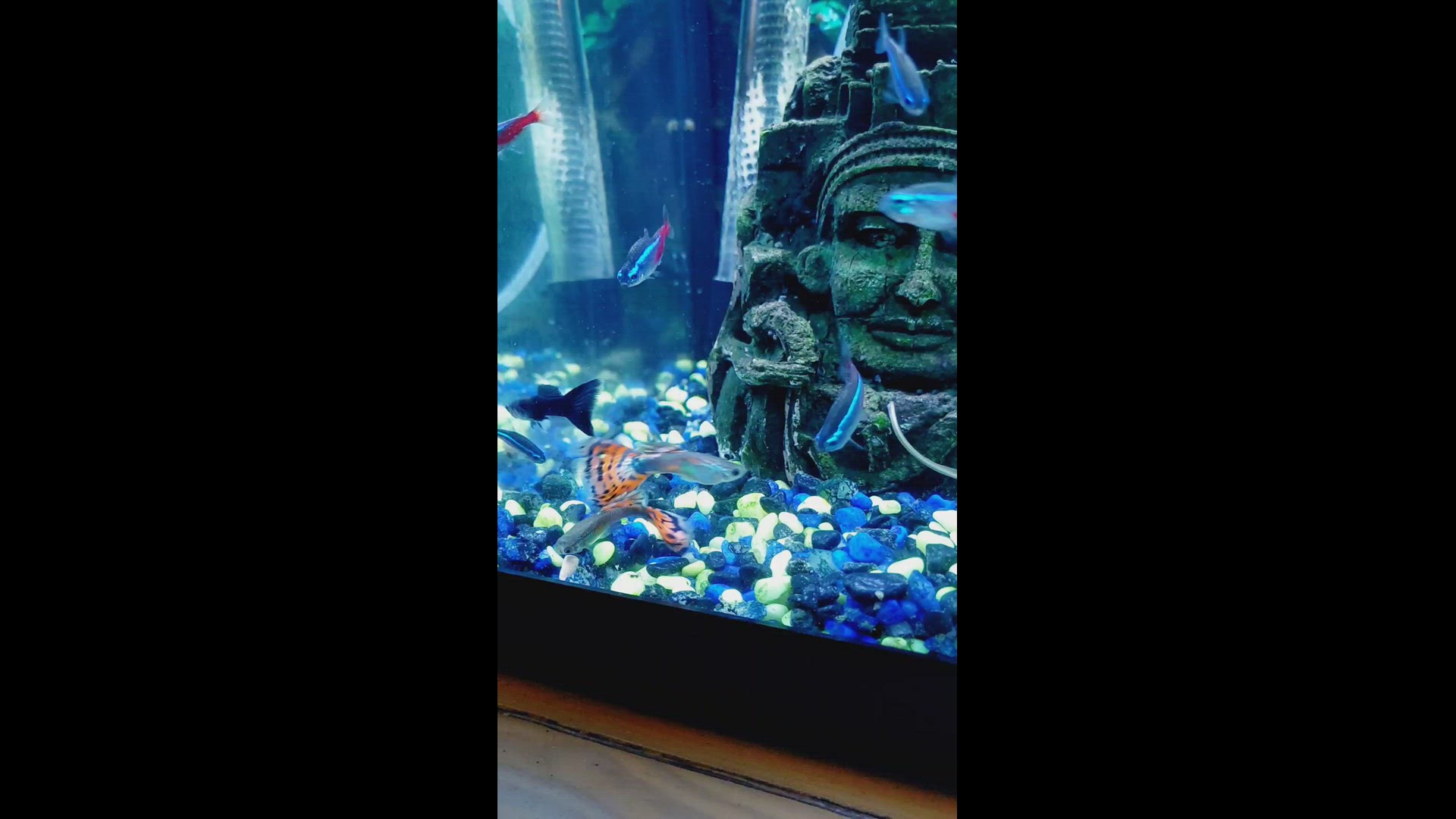 'Video thumbnail for Feeding Guppies and Neon Tetras'