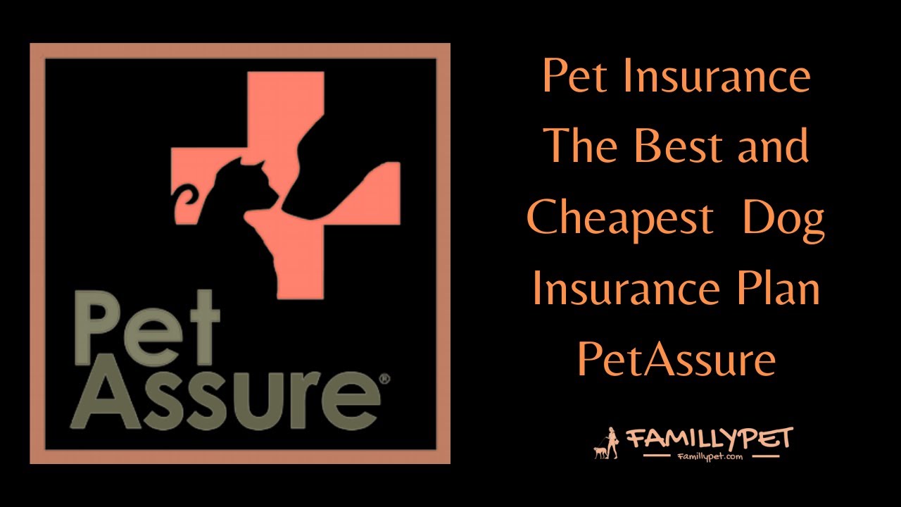'Video thumbnail for Dog Insurance | The Best Health Insurance for Your Dog'