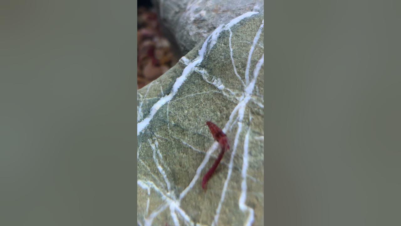 Video thumbnail for Red Cherry Shrimp Eating a Bloodworm!
