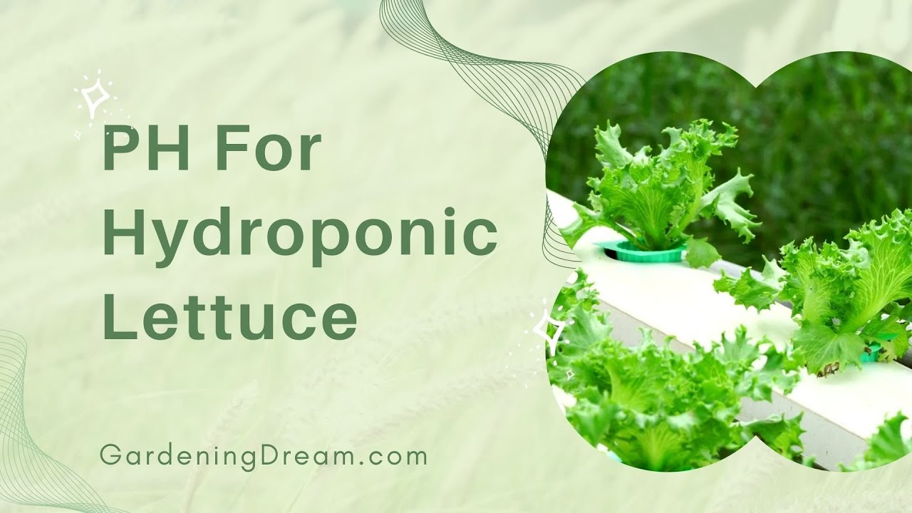 Video thumbnail for PH For Hydroponic Lettuce