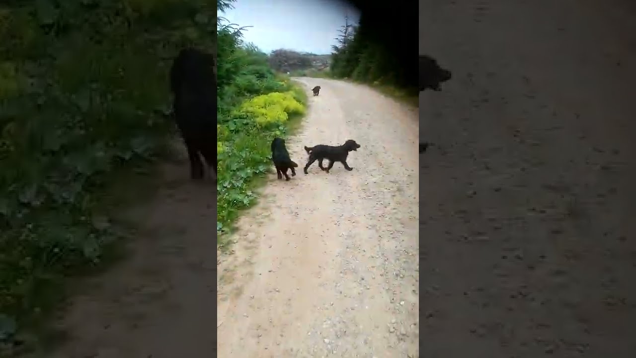 'Video thumbnail for How to keep your dog cool in hot weather'