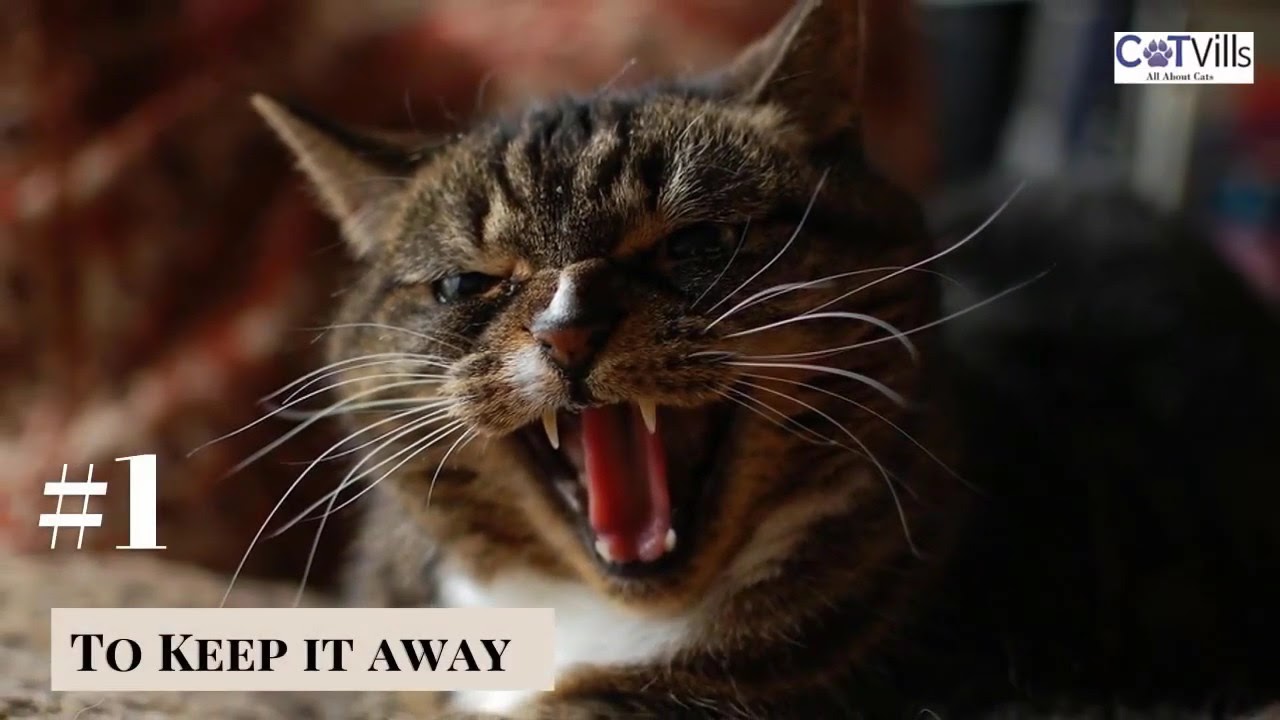 Video thumbnail for Why do cats hiss at new kittens?