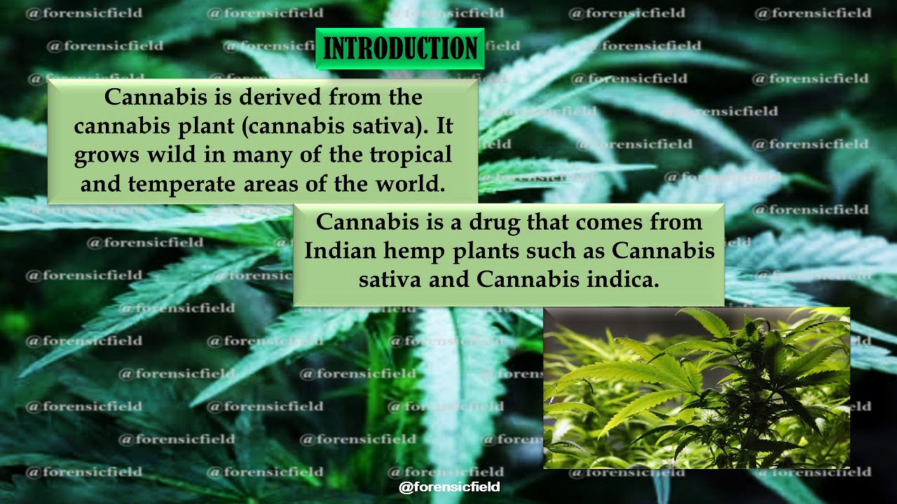 Video thumbnail for CANNABIS