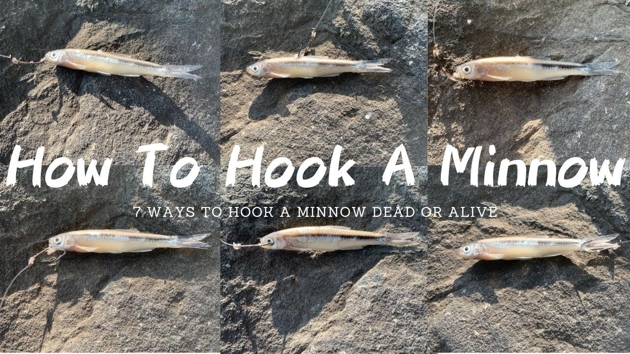'Video thumbnail for How To Hook A Minnow 7 Ways - Seven Best Ways To Hook A Minnow Dead Or Alive'