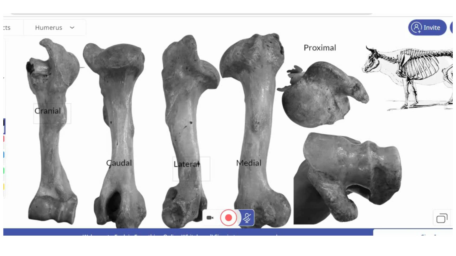 Video thumbnail for Humerus of Ox Anatomy in Bangla অক্স হিউমেরাস বোন
