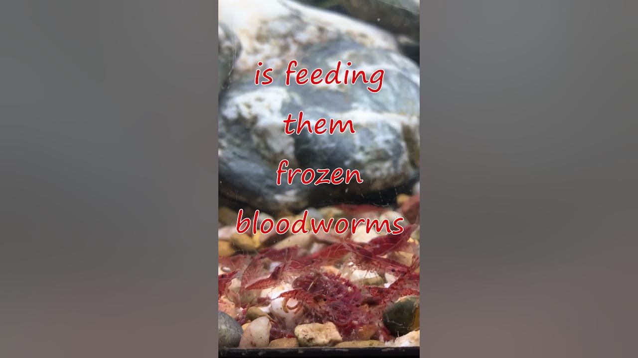 Video thumbnail for Feeding Red Cherry Shrimp Frozen Bloodworms!