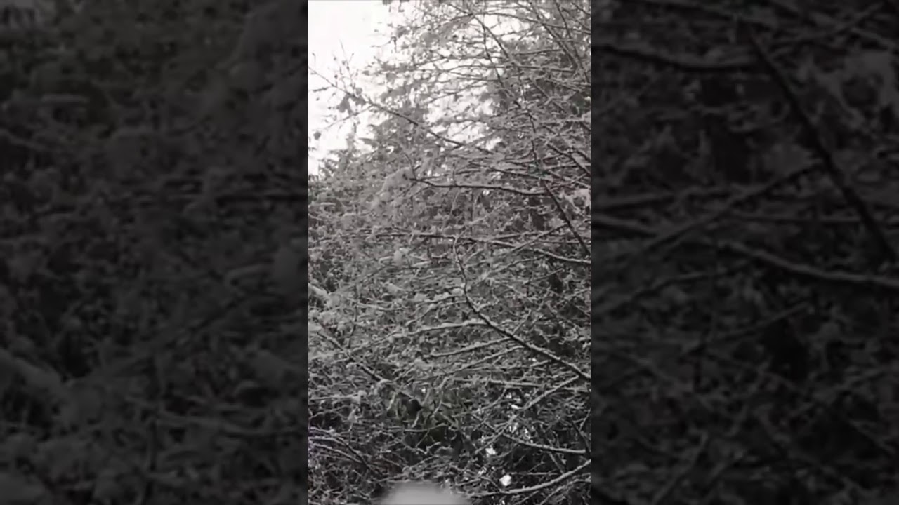 Video thumbnail for Snowfall in slowmo