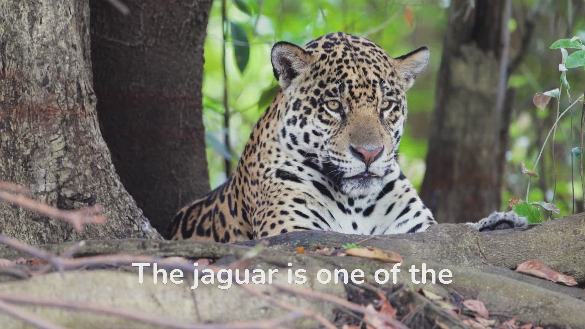 'Video thumbnail for Jaguar Habits Unveiled: Go Wild With the Big Cats!'