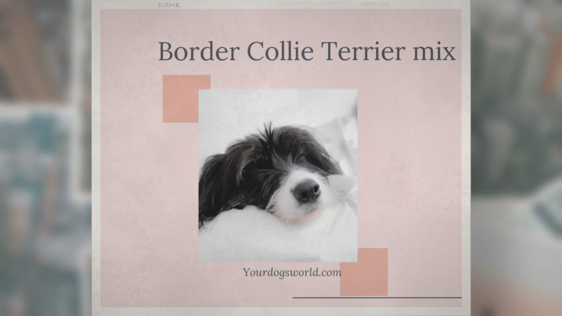 Video thumbnail for Border Collie Terrier Mix – What You Can Expect?