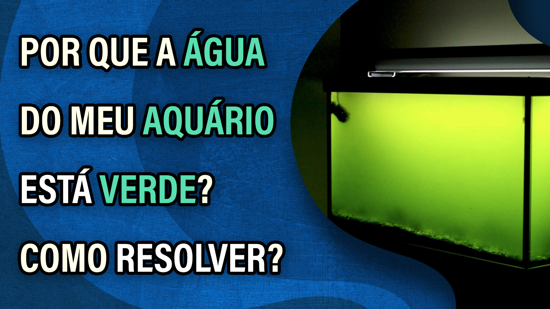 Video thumbnail for Por que a água do meu aquário está verde? O que eu devo fazer para solucionar esse problema?